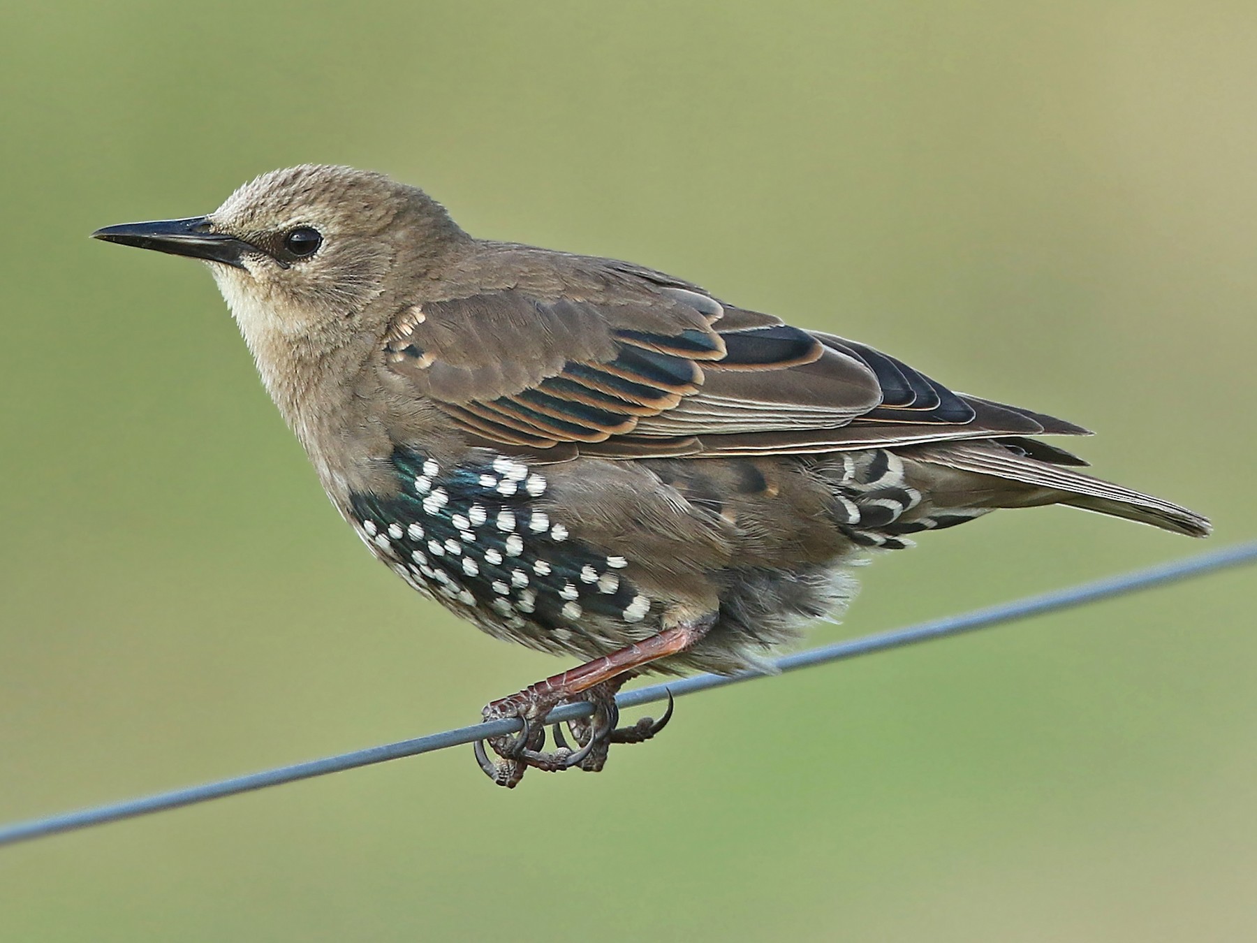 european starling winter