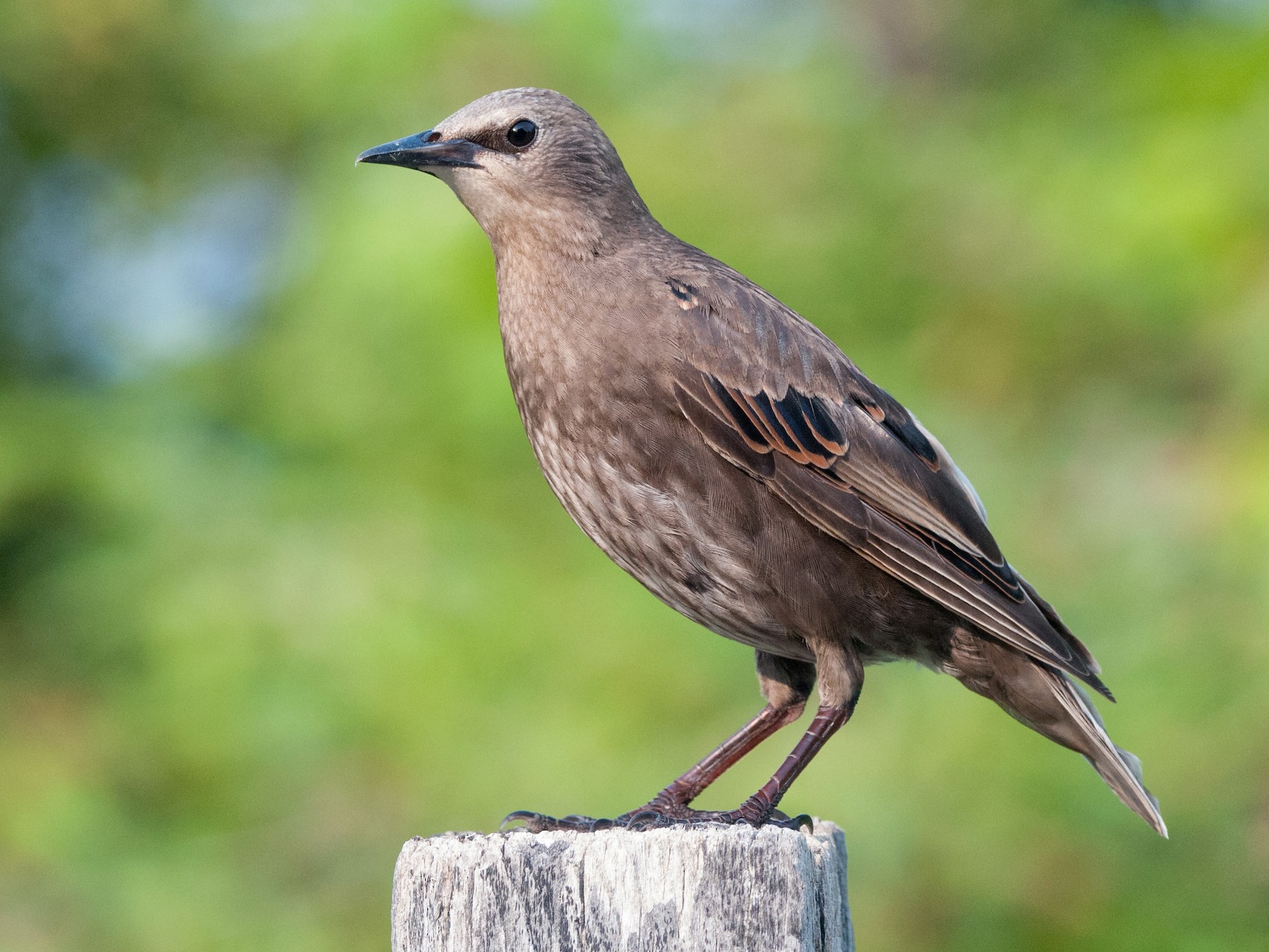 European Starling Bird