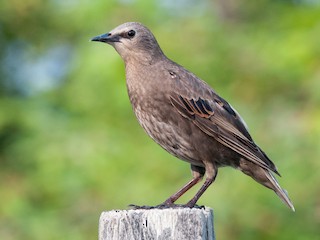 幼鳥 - Emily Turteltaub Nelson - ML303929531