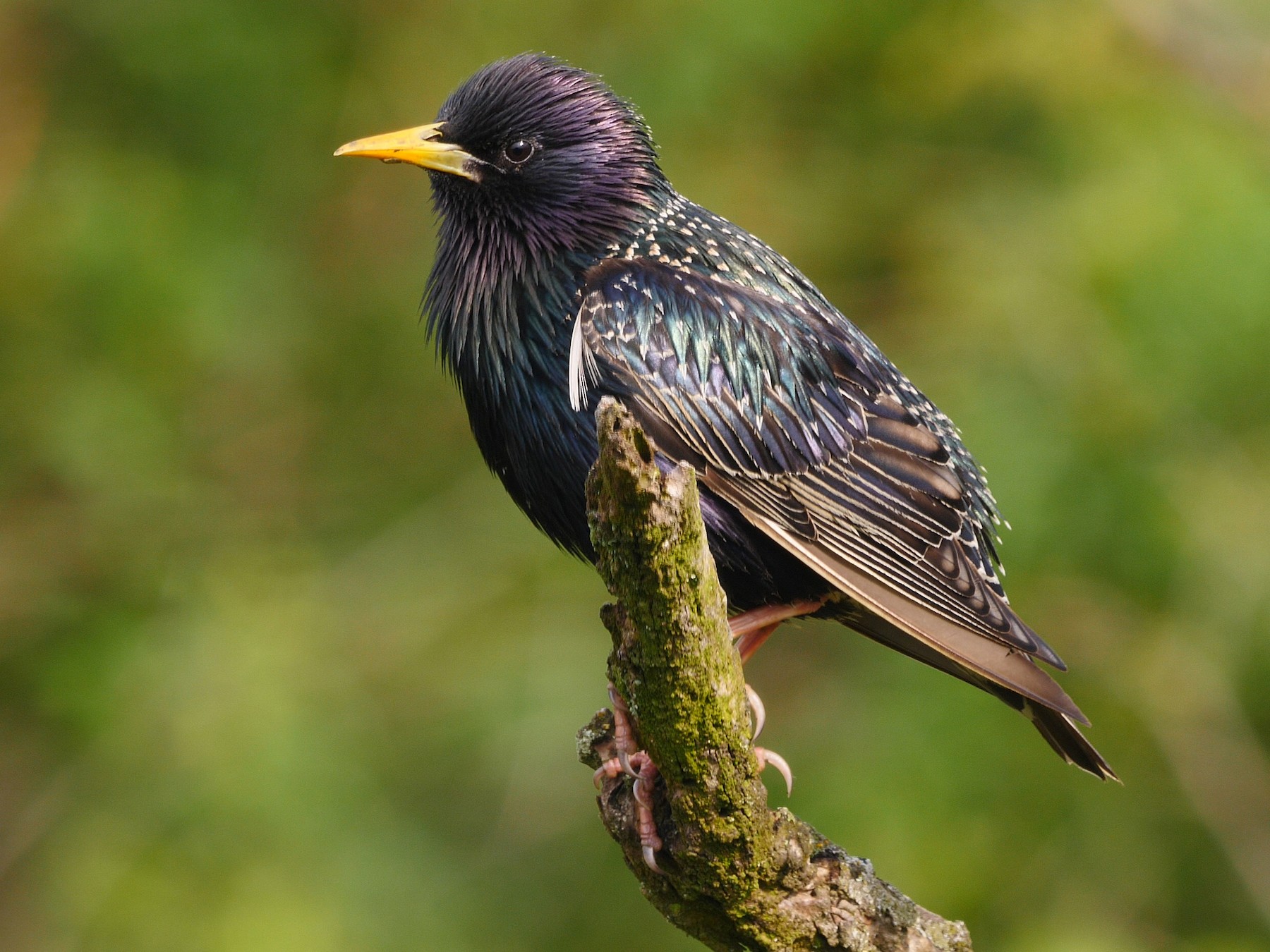 European Starling - Josep del Hoyo