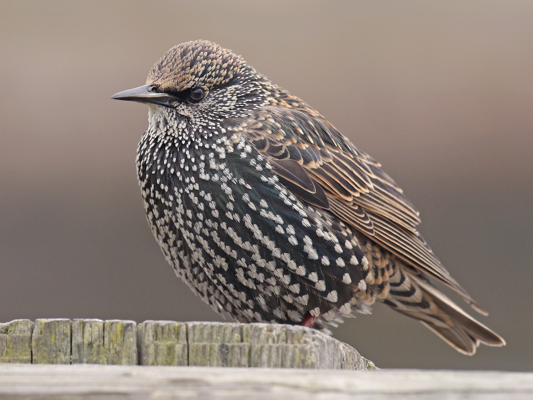 european starling winter