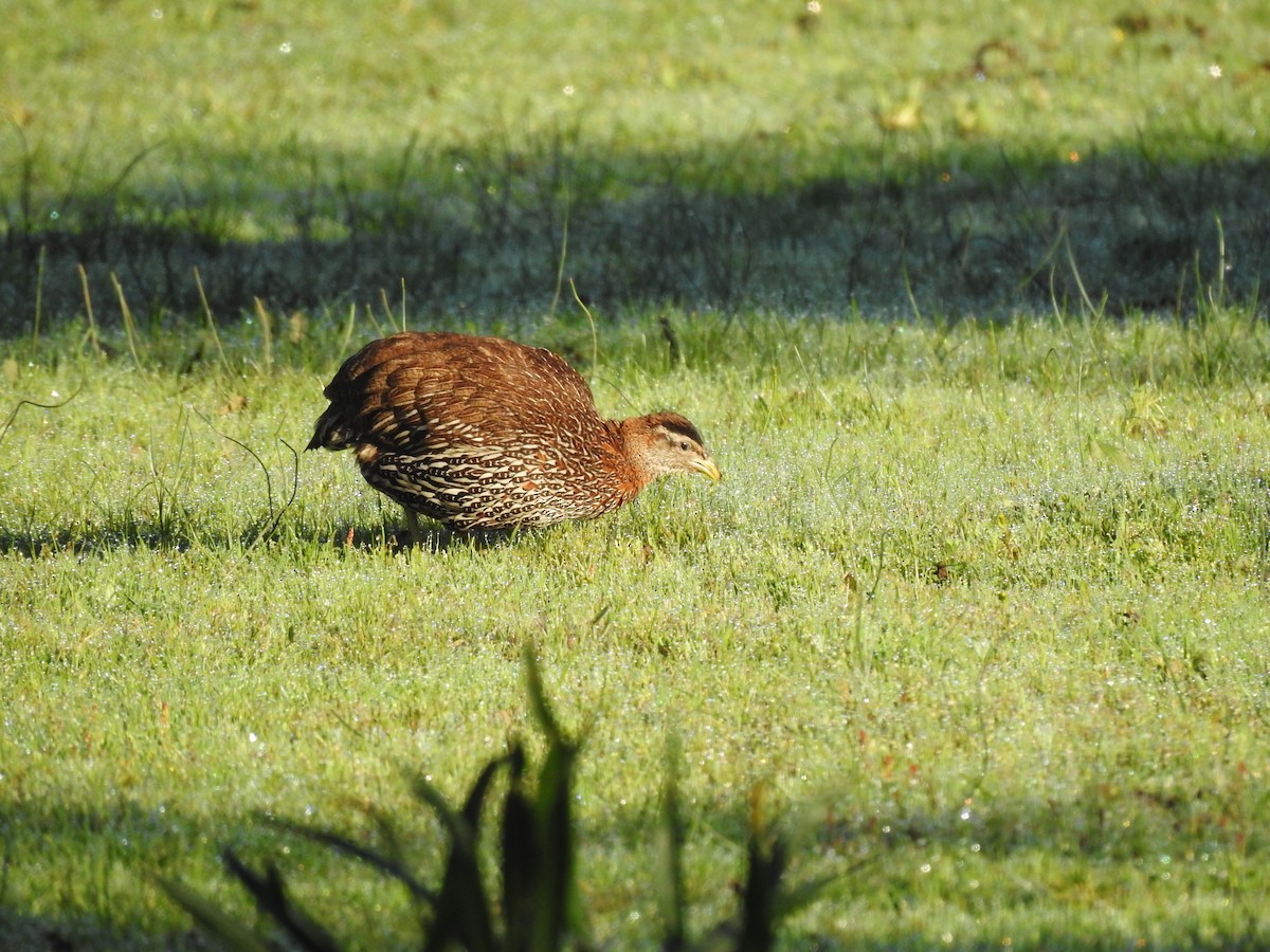 Double-spurred Spurfowl - ML303932051
