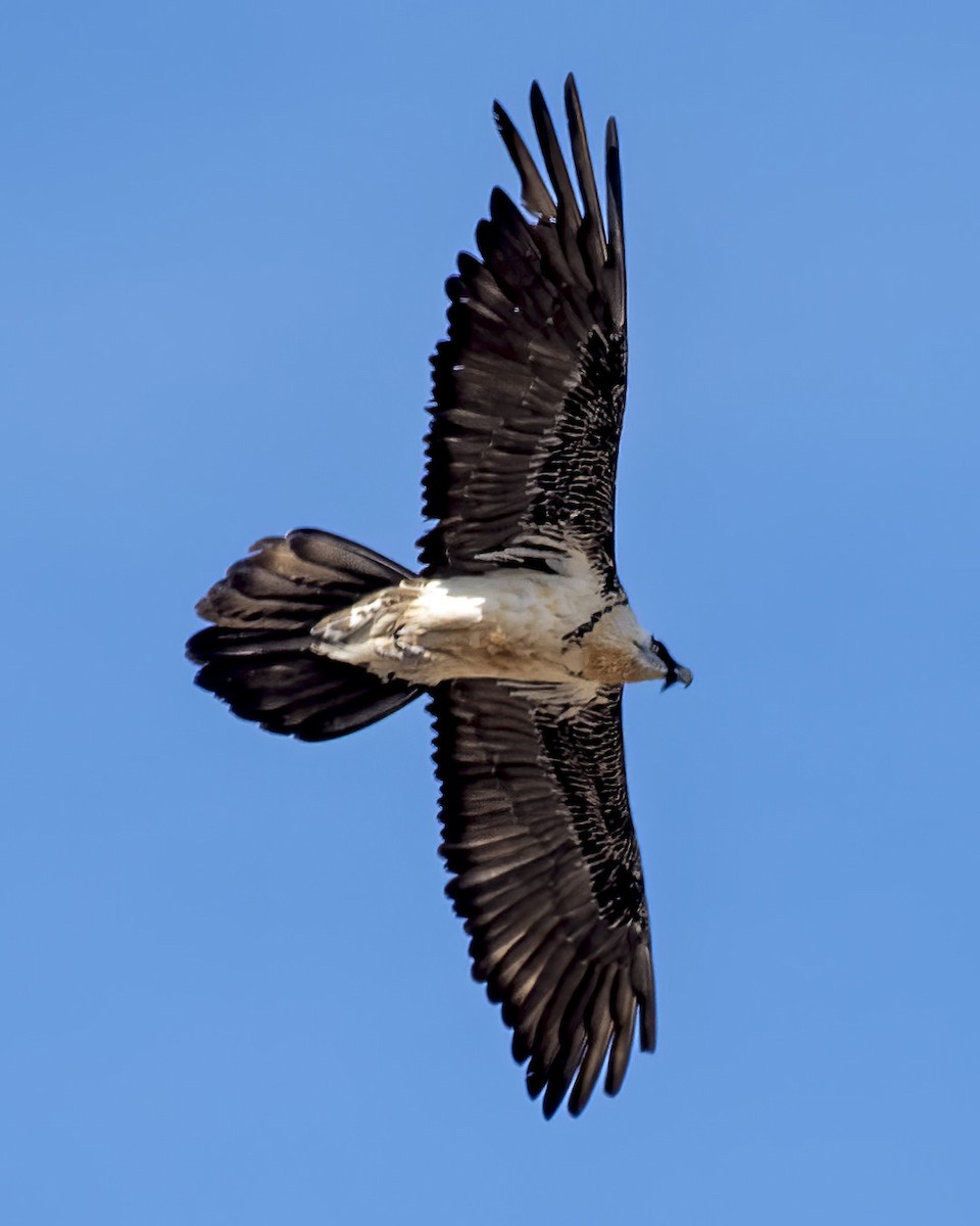 Bearded Vulture - Ogün Aydin