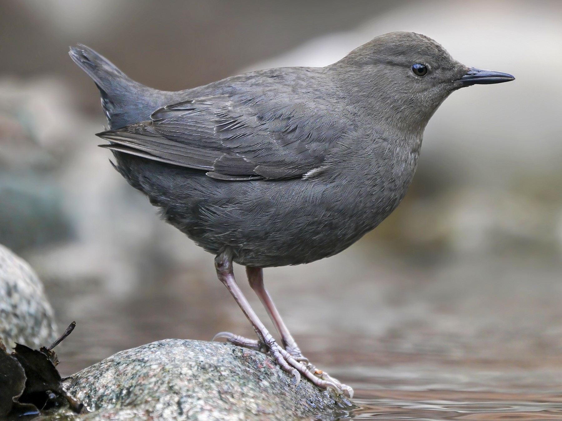 American Dipper eBird