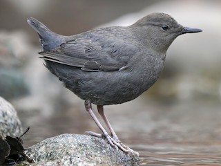  - American Dipper