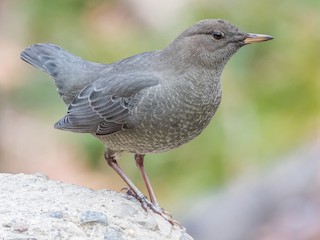  - American Dipper