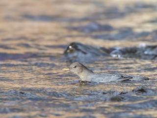  - American Dipper