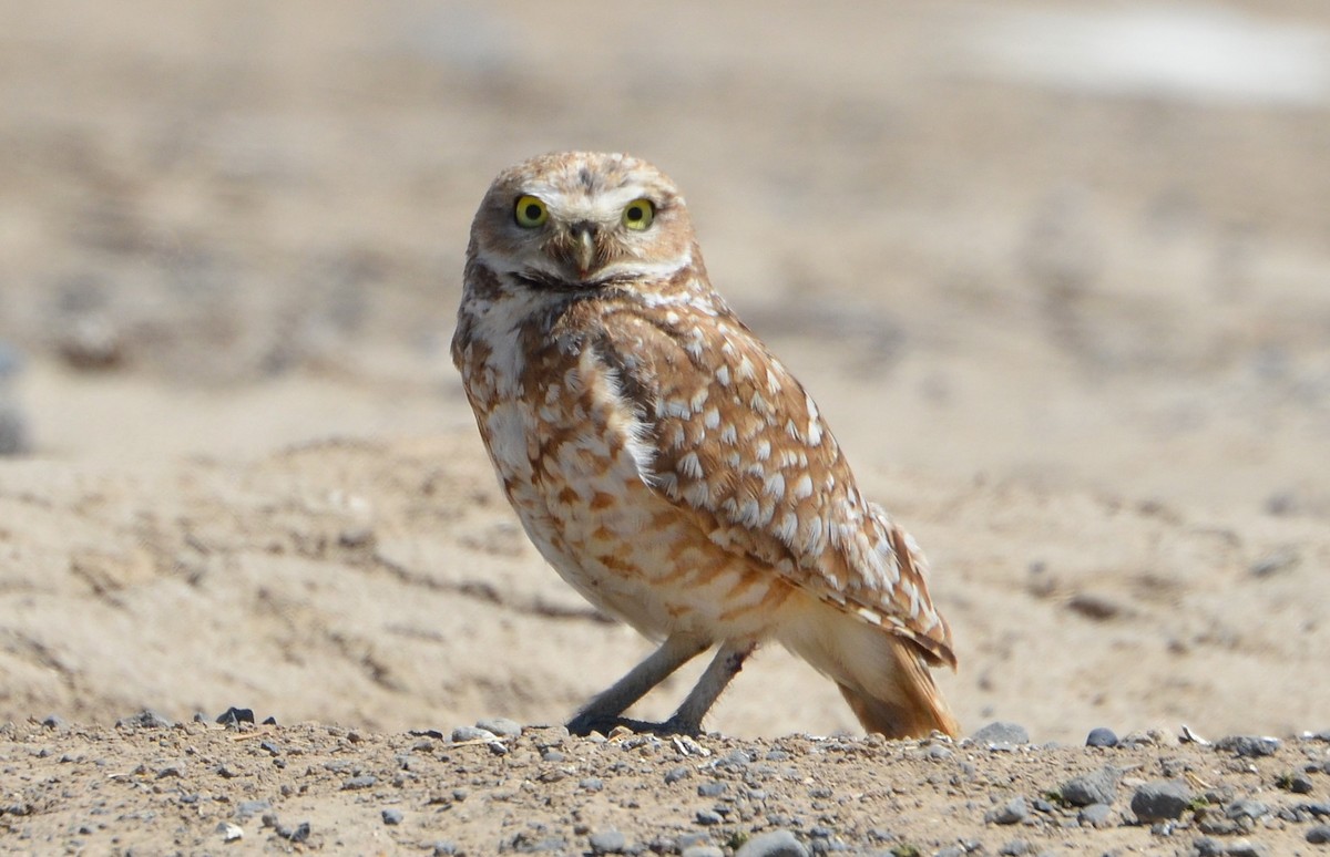 Burrowing Owl - ML30393601