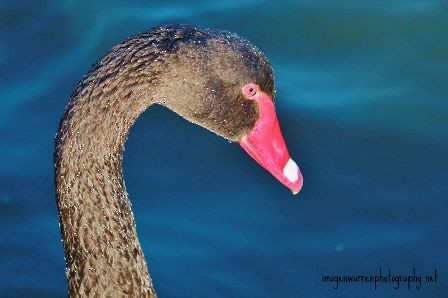 Black Swan - Imogen Warren
