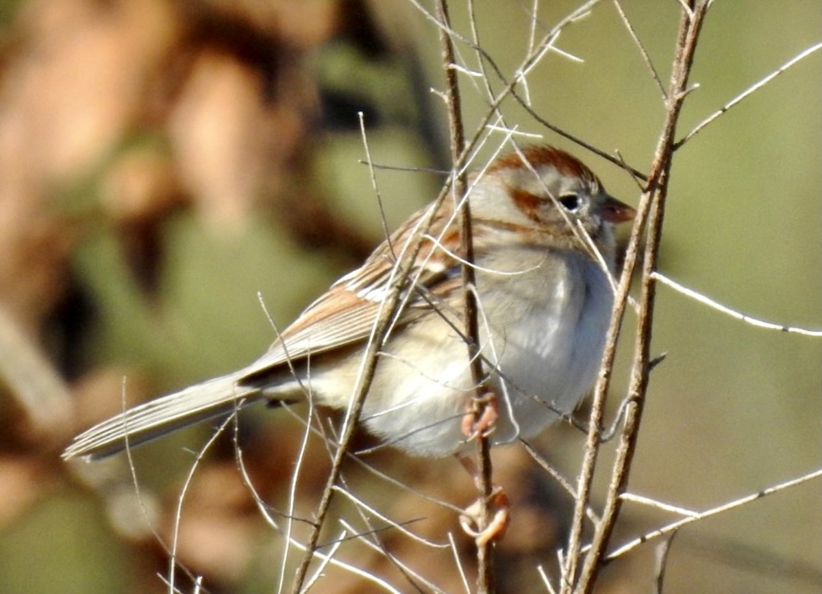 Field Sparrow - ML303938091