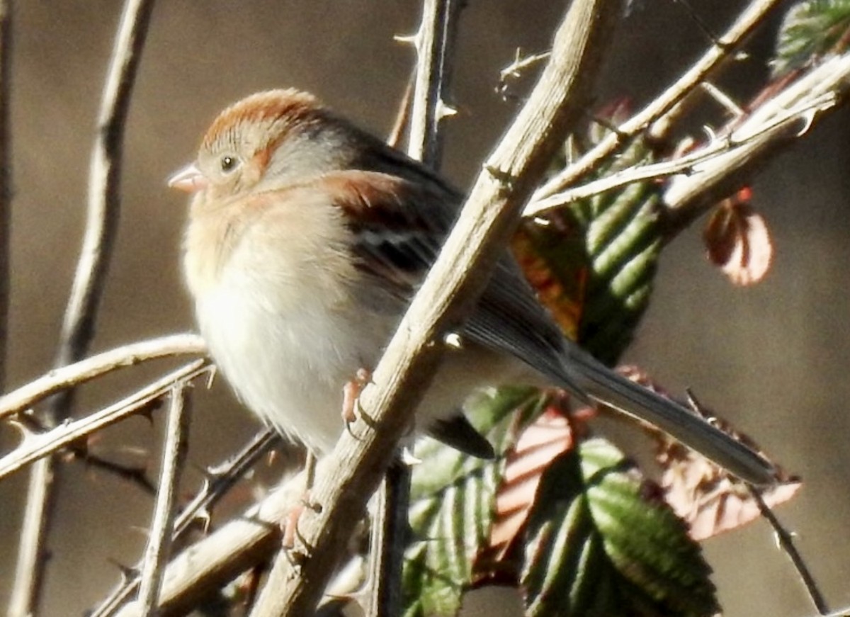 Field Sparrow - ML303938111