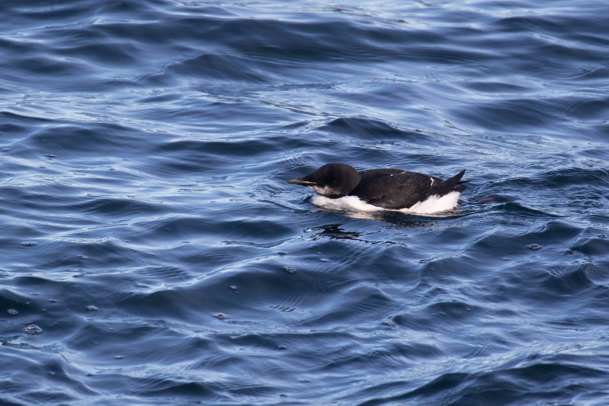 Thick-billed Murre - ML303940591