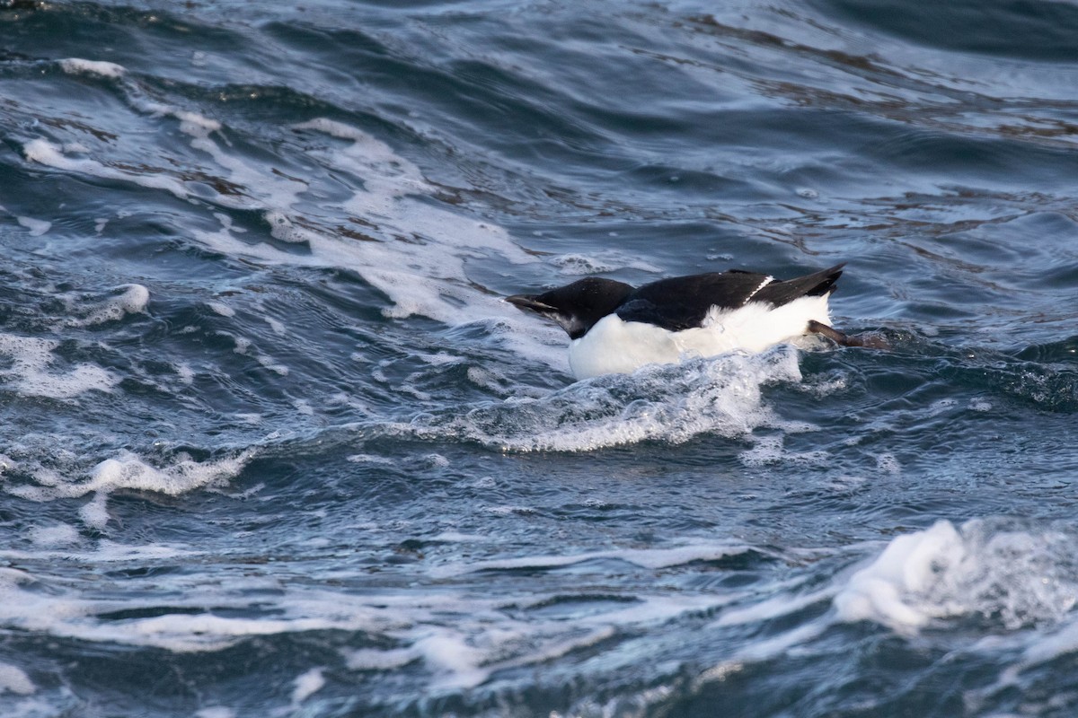 Thick-billed Murre - ML303940651