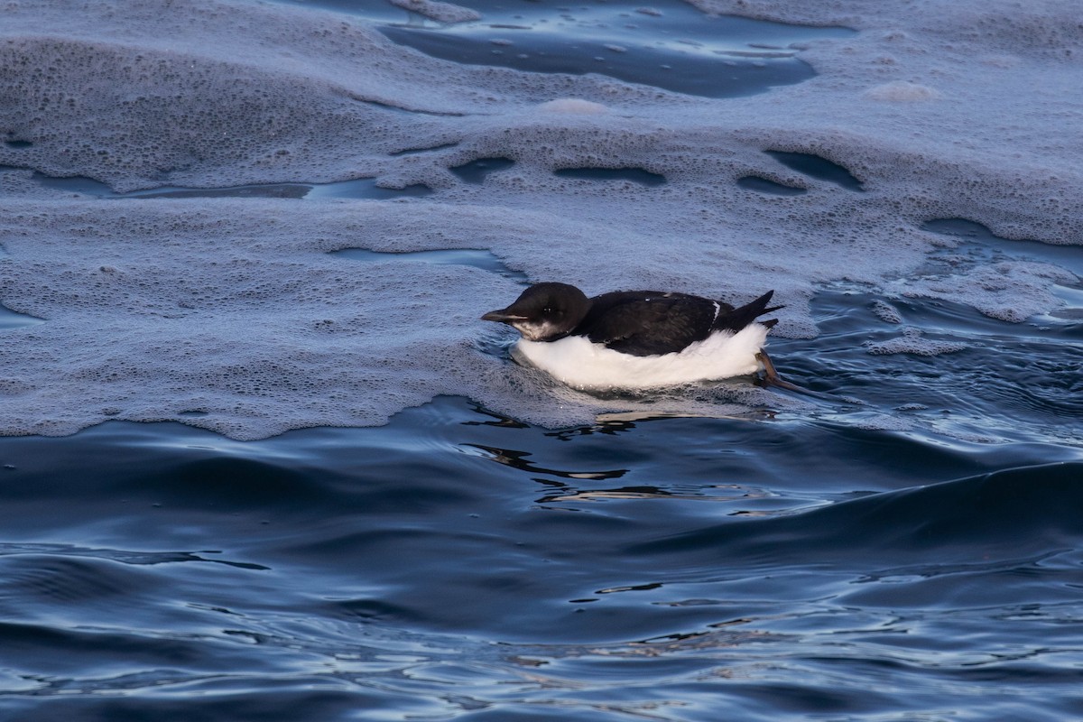 Thick-billed Murre - ML303940731