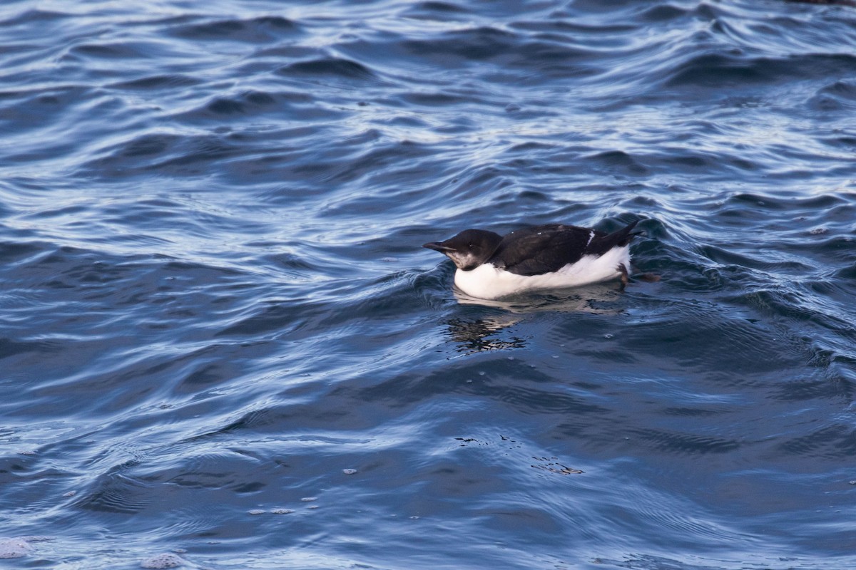 Thick-billed Murre - ML303940771