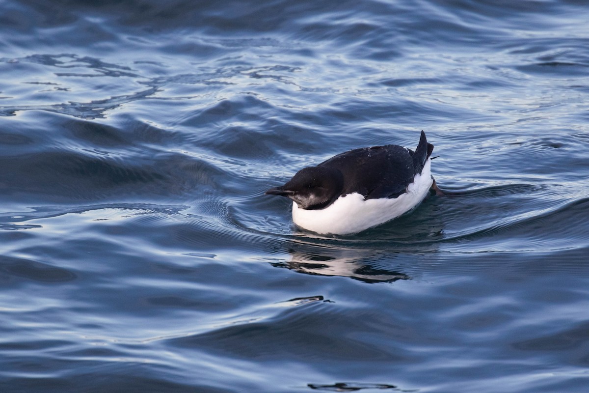 Thick-billed Murre - ML303940861