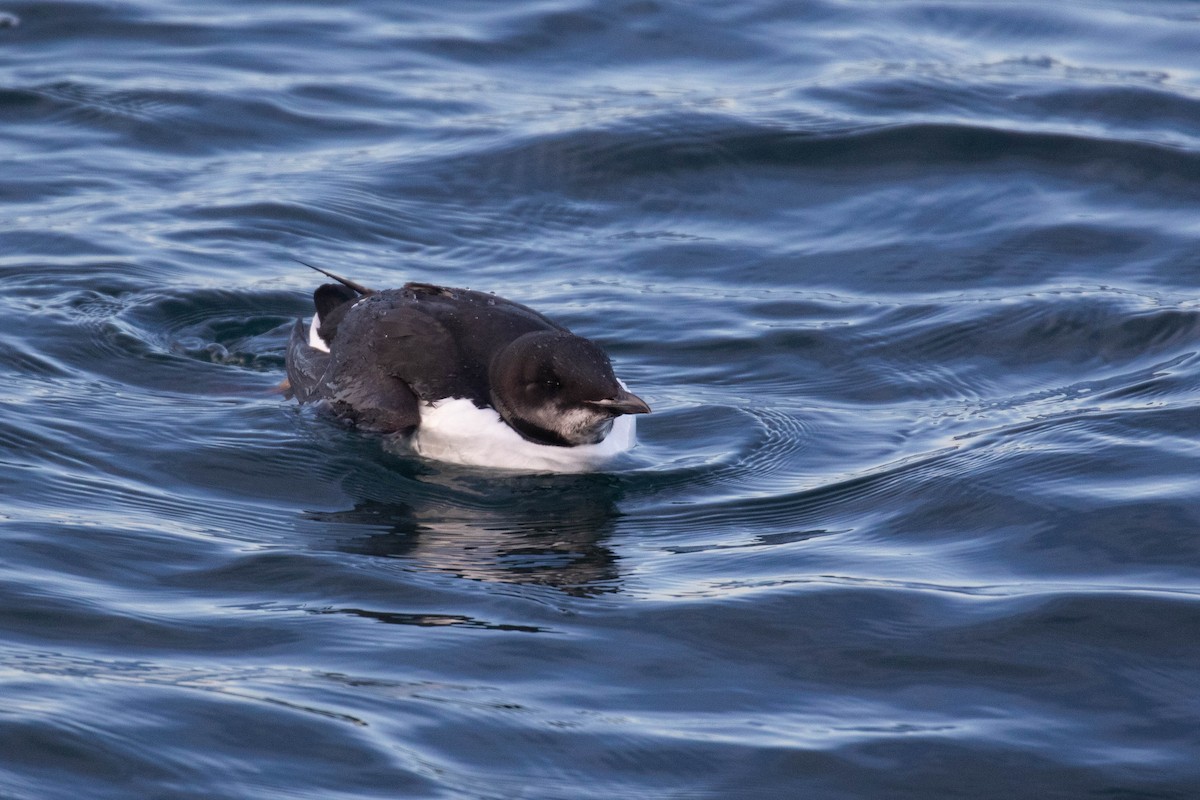 Thick-billed Murre - ML303940891