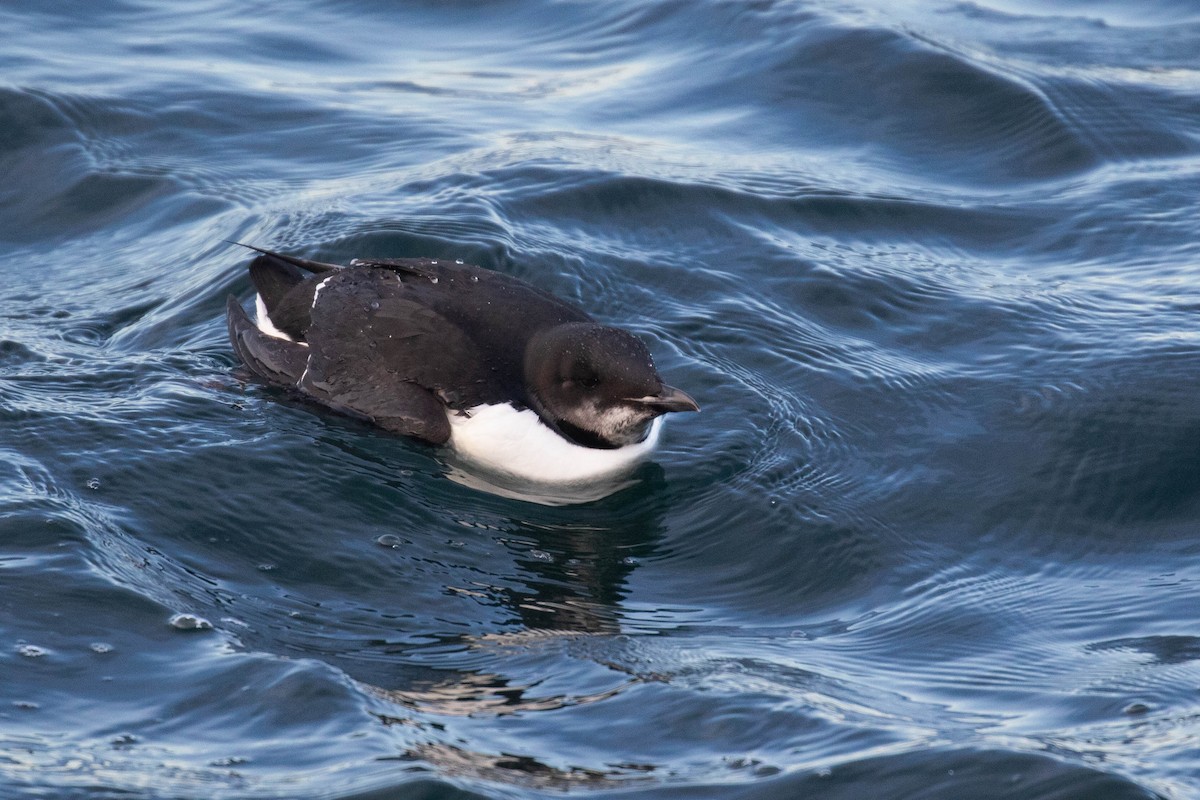 Thick-billed Murre - ML303940931