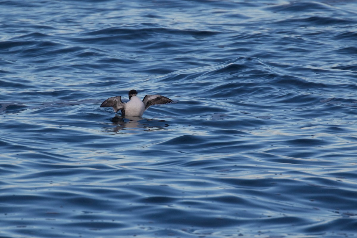 Thick-billed Murre - ML303940961
