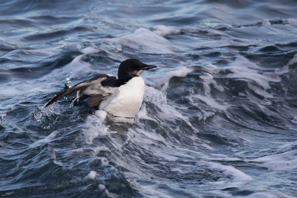 Thick-billed Murre - ML303940981