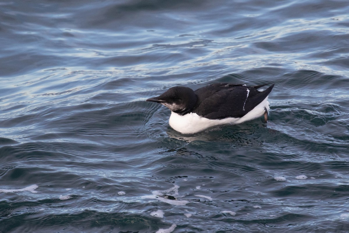 Thick-billed Murre - ML303941011