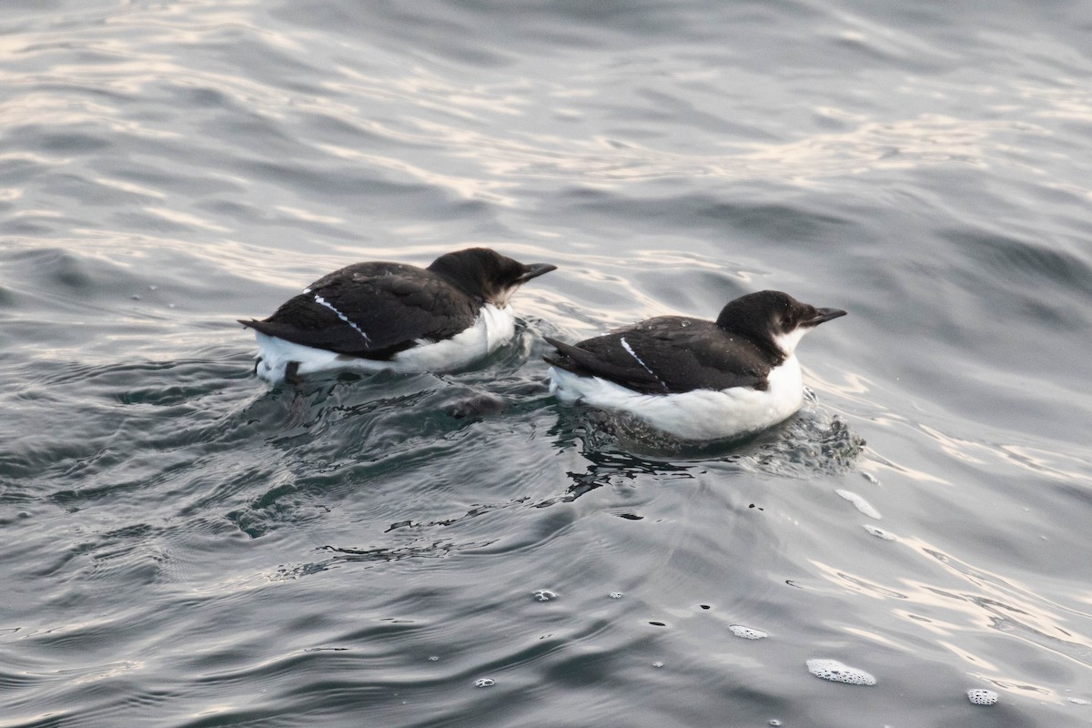 Thick-billed Murre - ML303941151