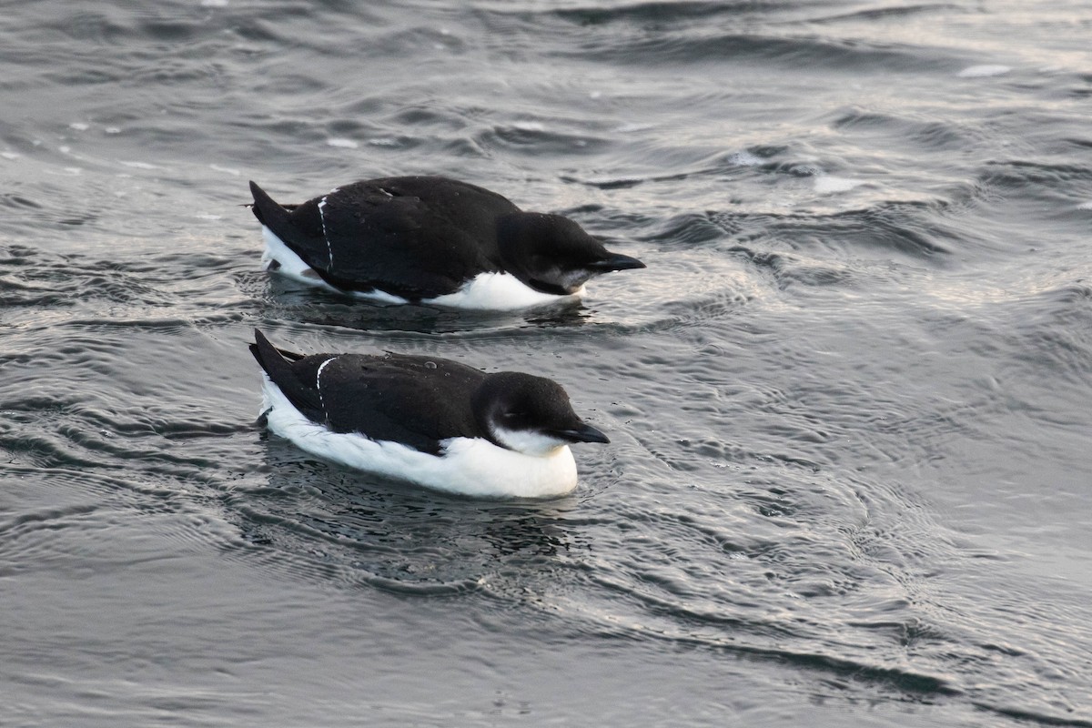 Thick-billed Murre - ML303941171