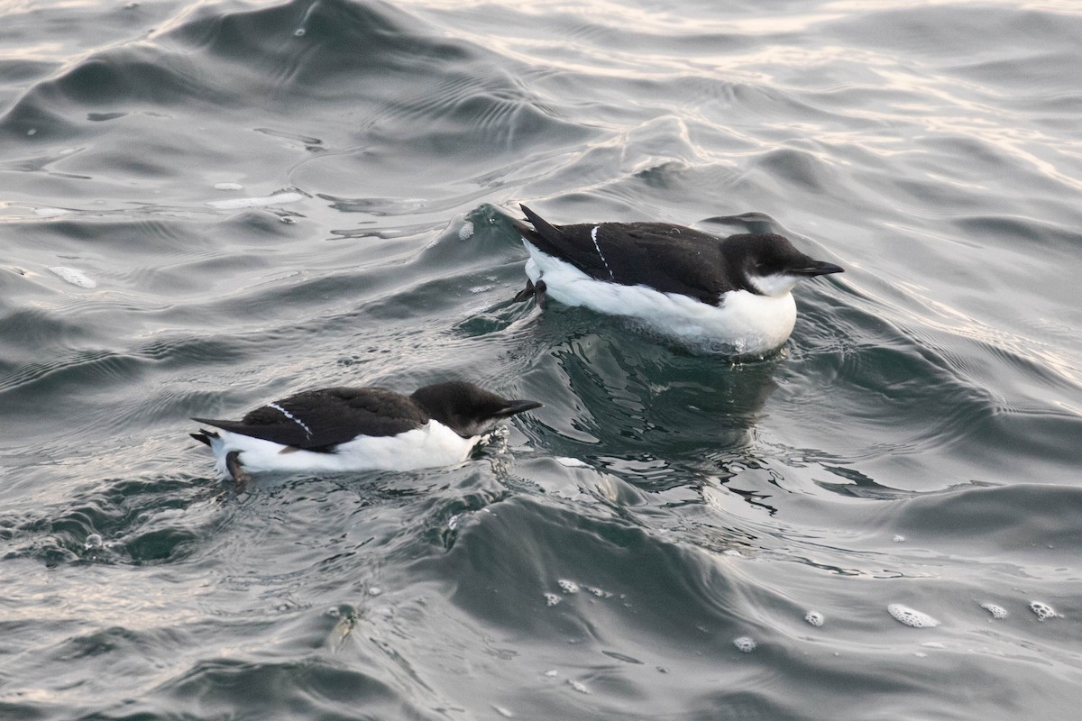 Thick-billed Murre - ML303941181