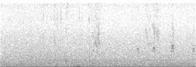 Тиранчик-довгохвіст білогорлий - ML303941781