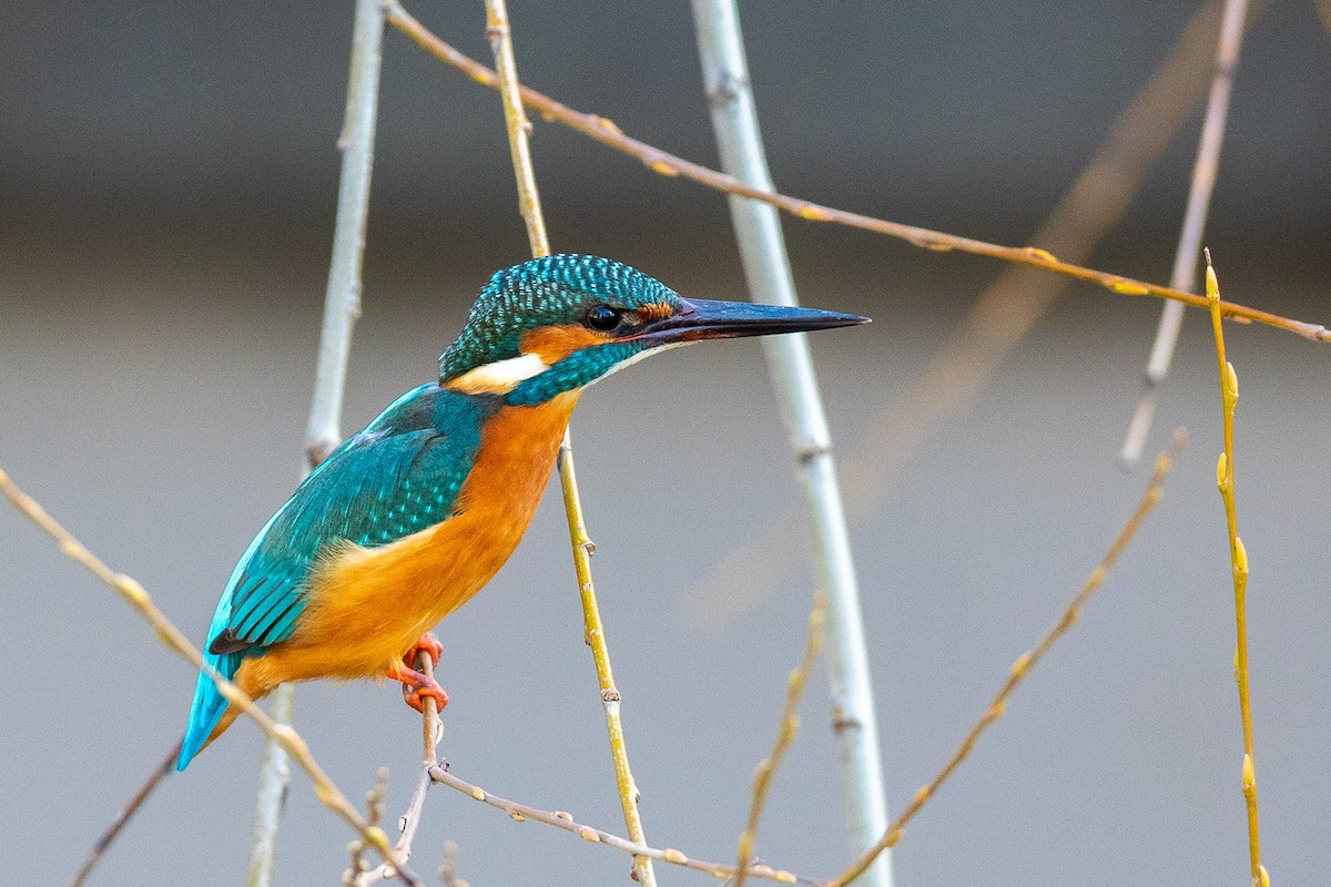 Common Kingfisher - ML303941921