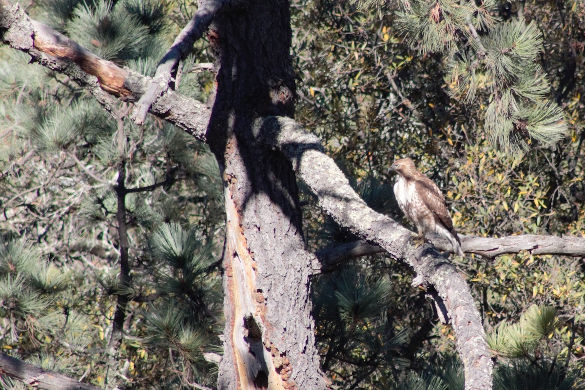 Red-tailed Hawk (kemsiesi/hadropus) - ML303944931