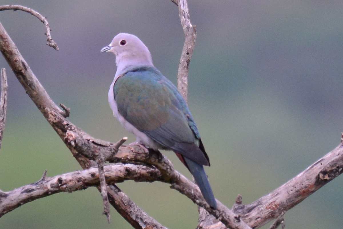 Green Imperial-Pigeon - ML30394501