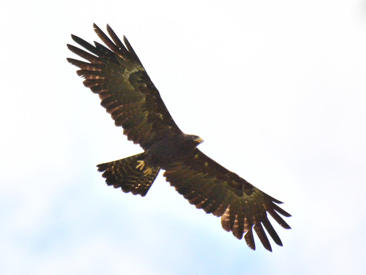 Black Eagle - Renuka Vijayaraghavan