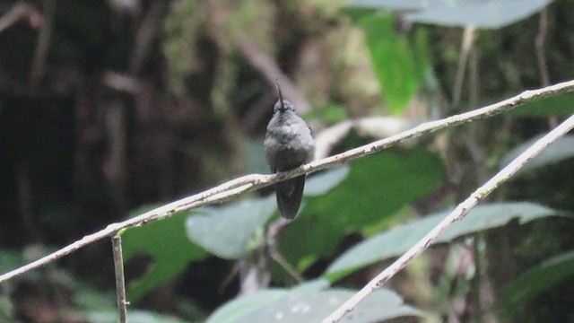 kolibřík zelenočelý - ML303946261