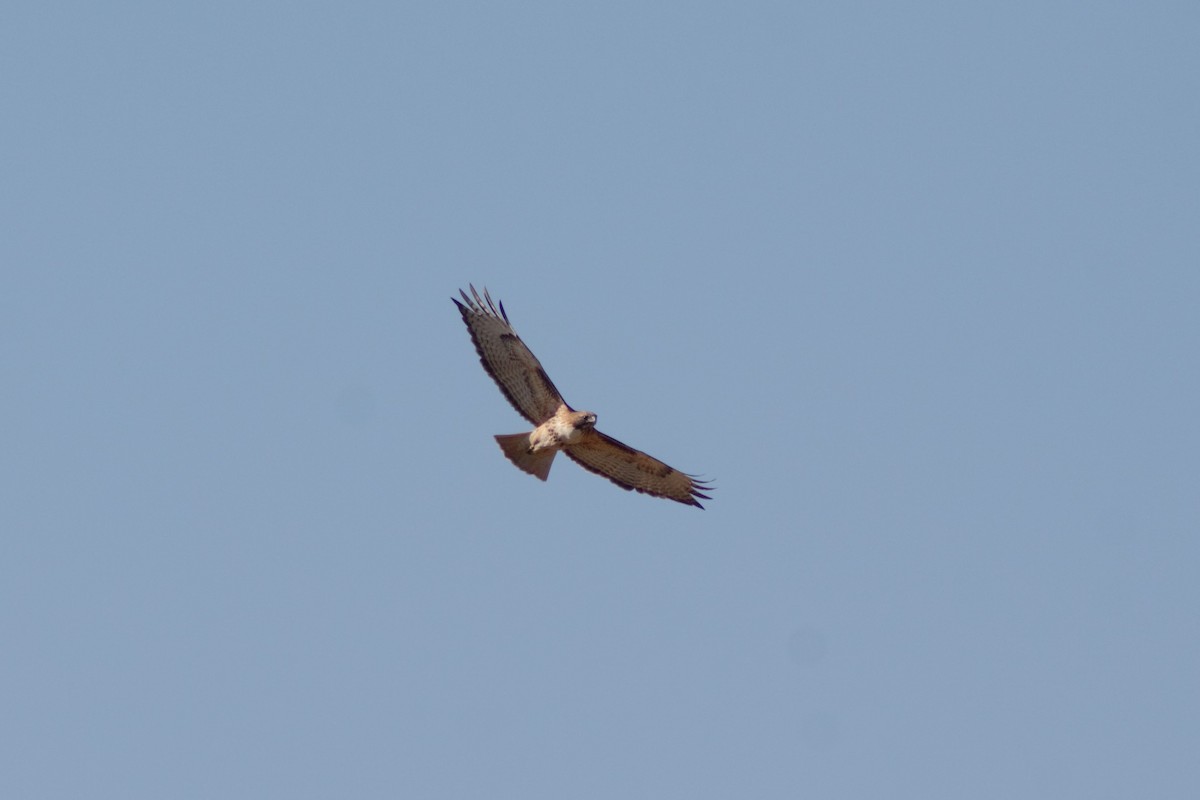 Red-tailed Hawk - ML303951981