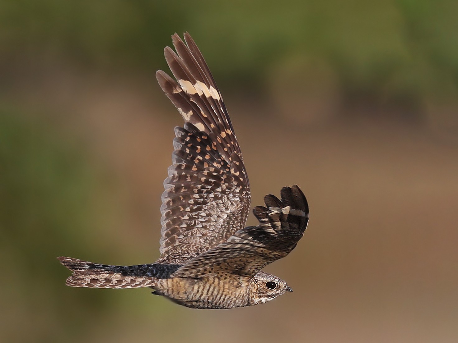 Lesser Nighthawk eBird