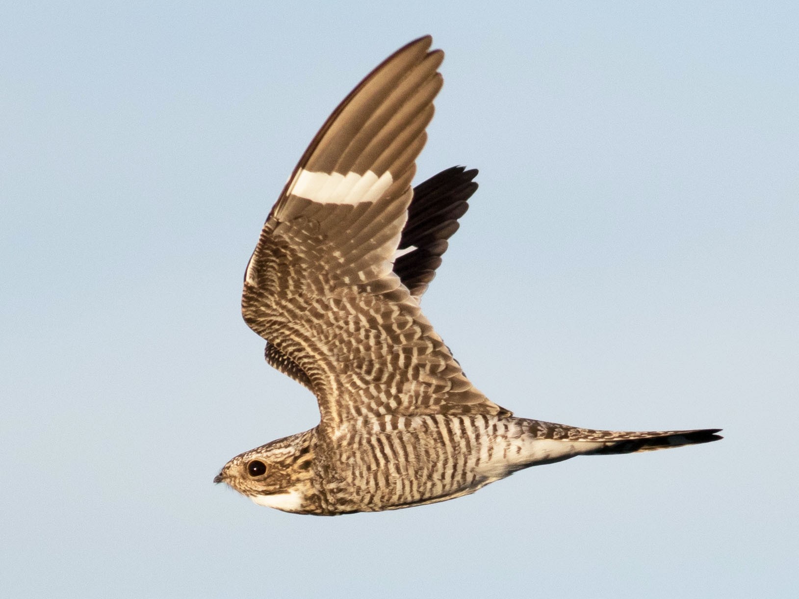 Common Nighthawk eBird