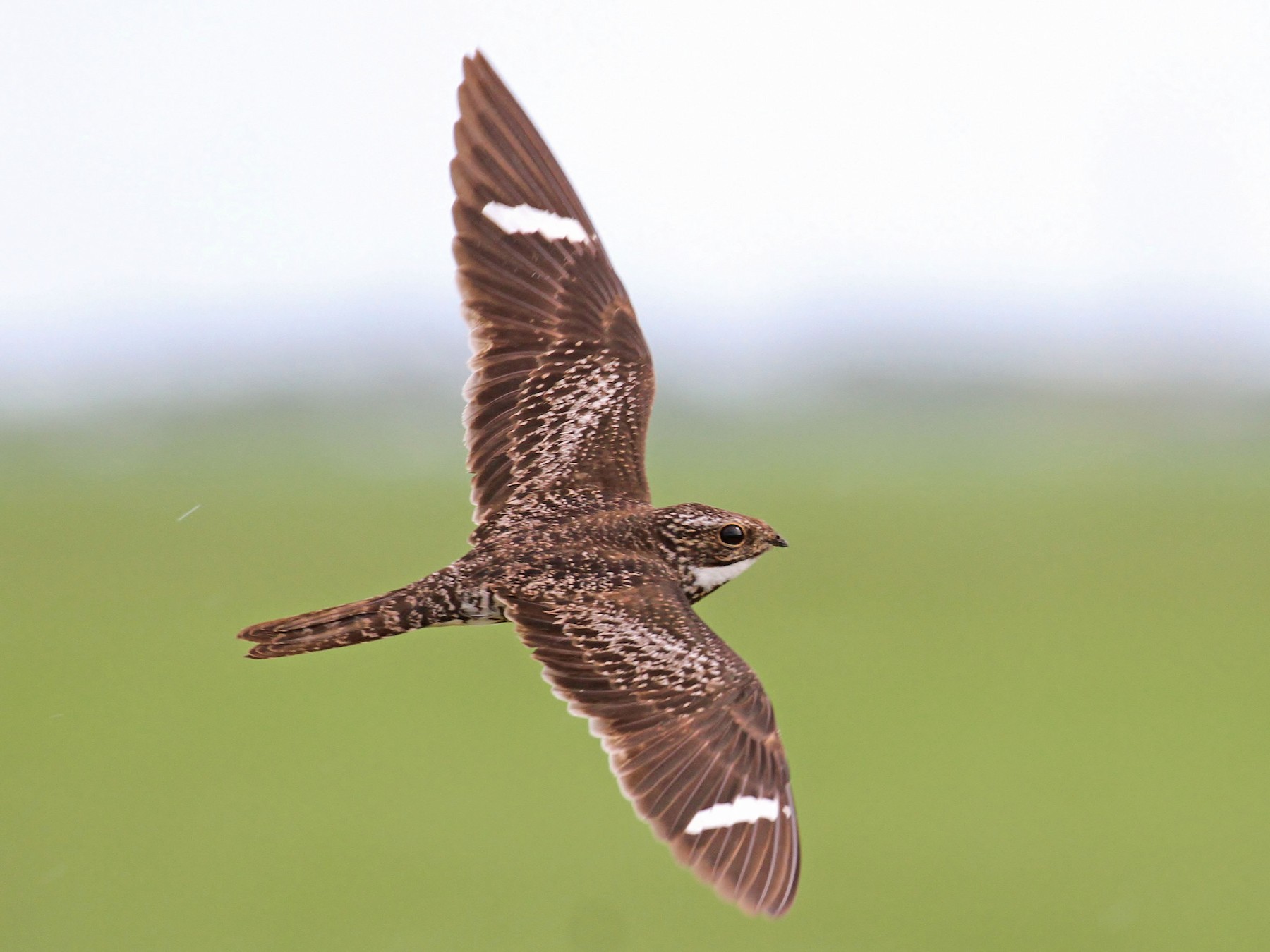 Common Nighthawk - Alex Lamoreaux