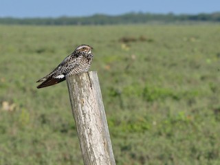 アメリカヨタカ - eBird