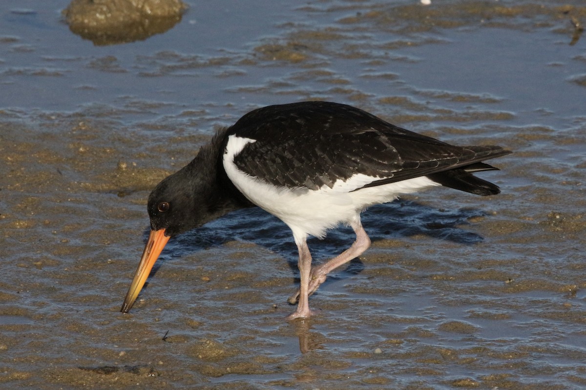 South Island Oystercatcher - Pauline and Ray Priest