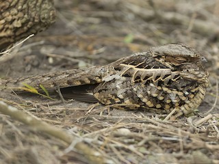 Common Pauraque - eBird