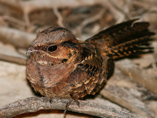 Common Pauraque - eBird