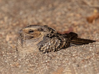 Common Pauraque - eBird
