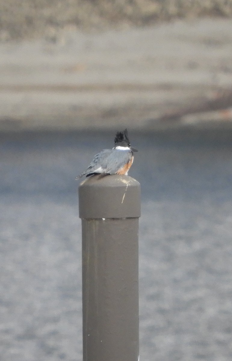 Belted Kingfisher - ML303969121