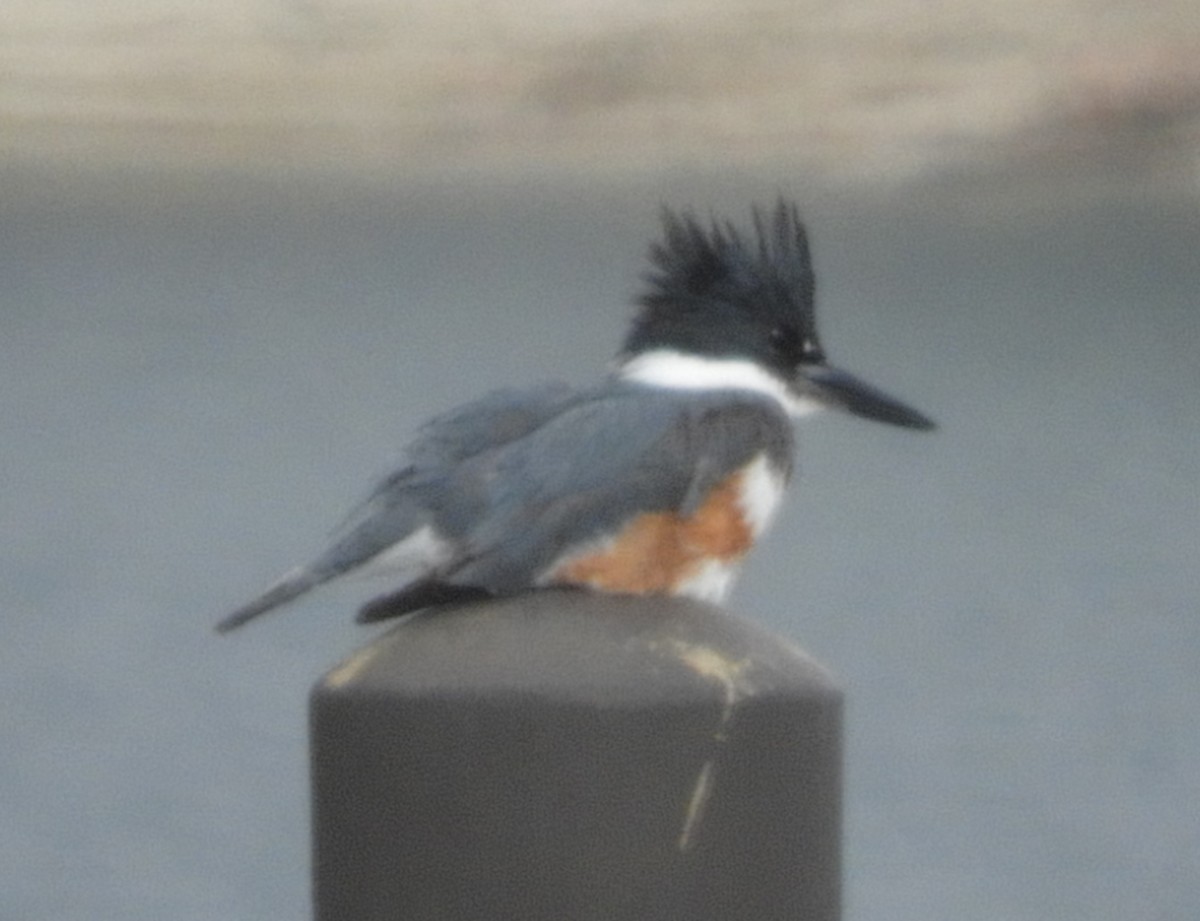 Belted Kingfisher - ML303969161
