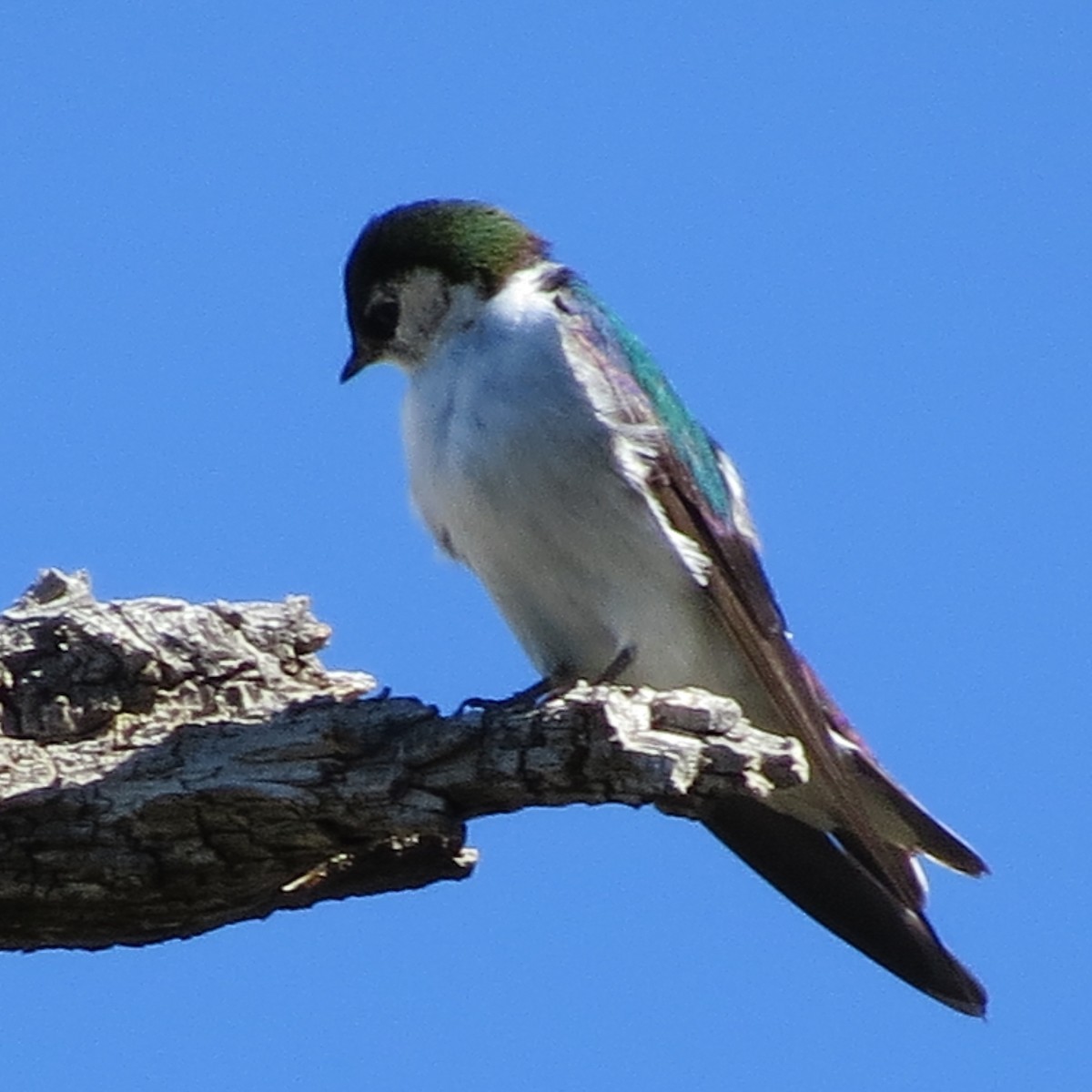 Violet-green Swallow - ML30396931