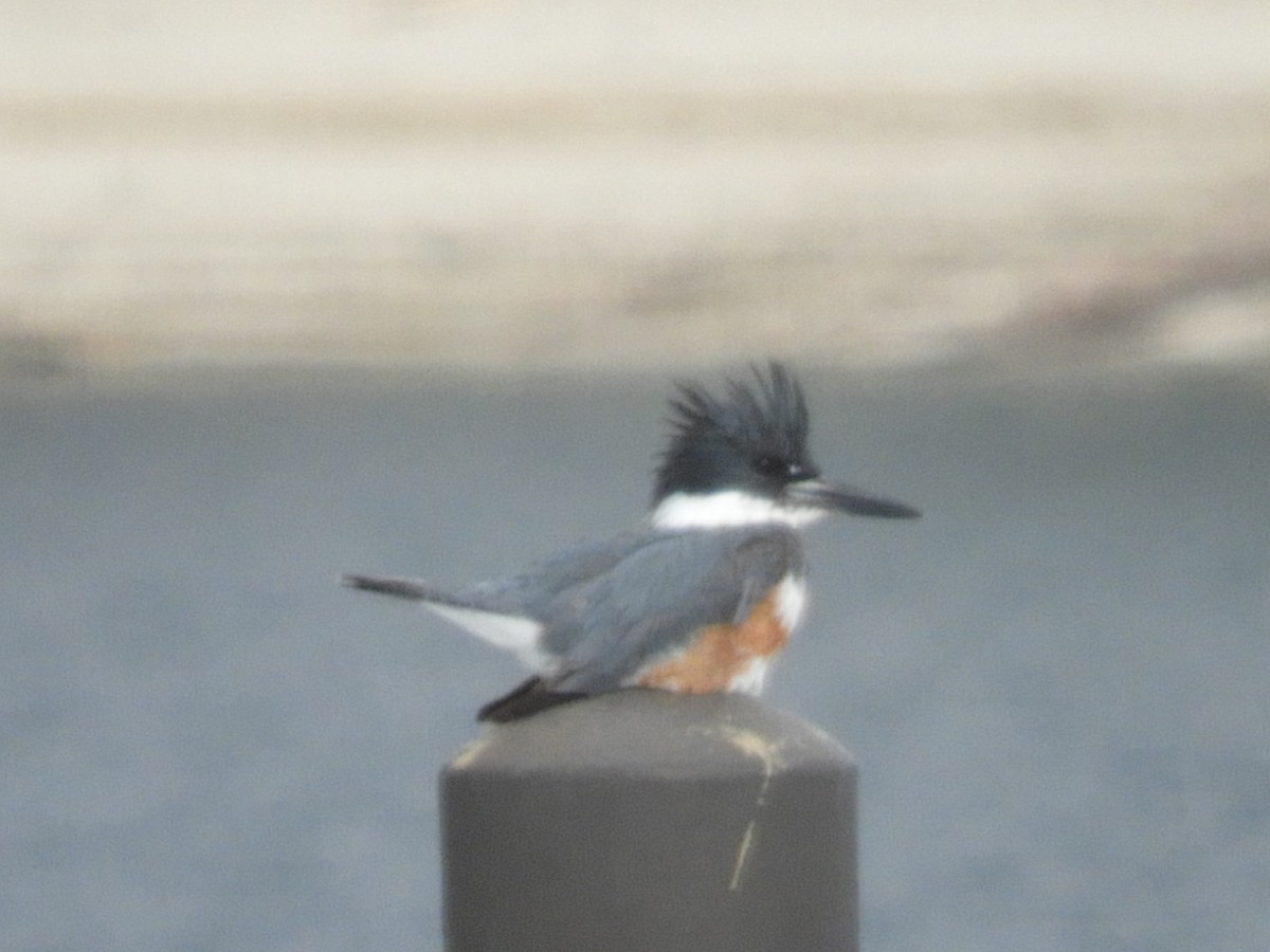 Belted Kingfisher - ML303969341