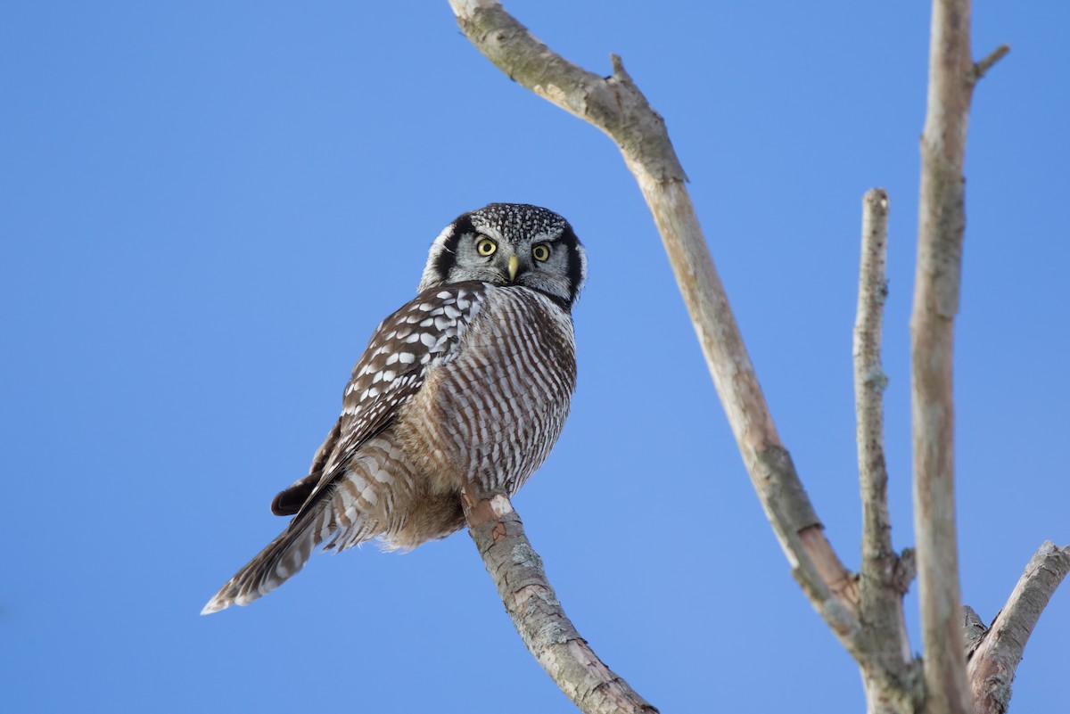 Northern Hawk Owl - Zane Shantz