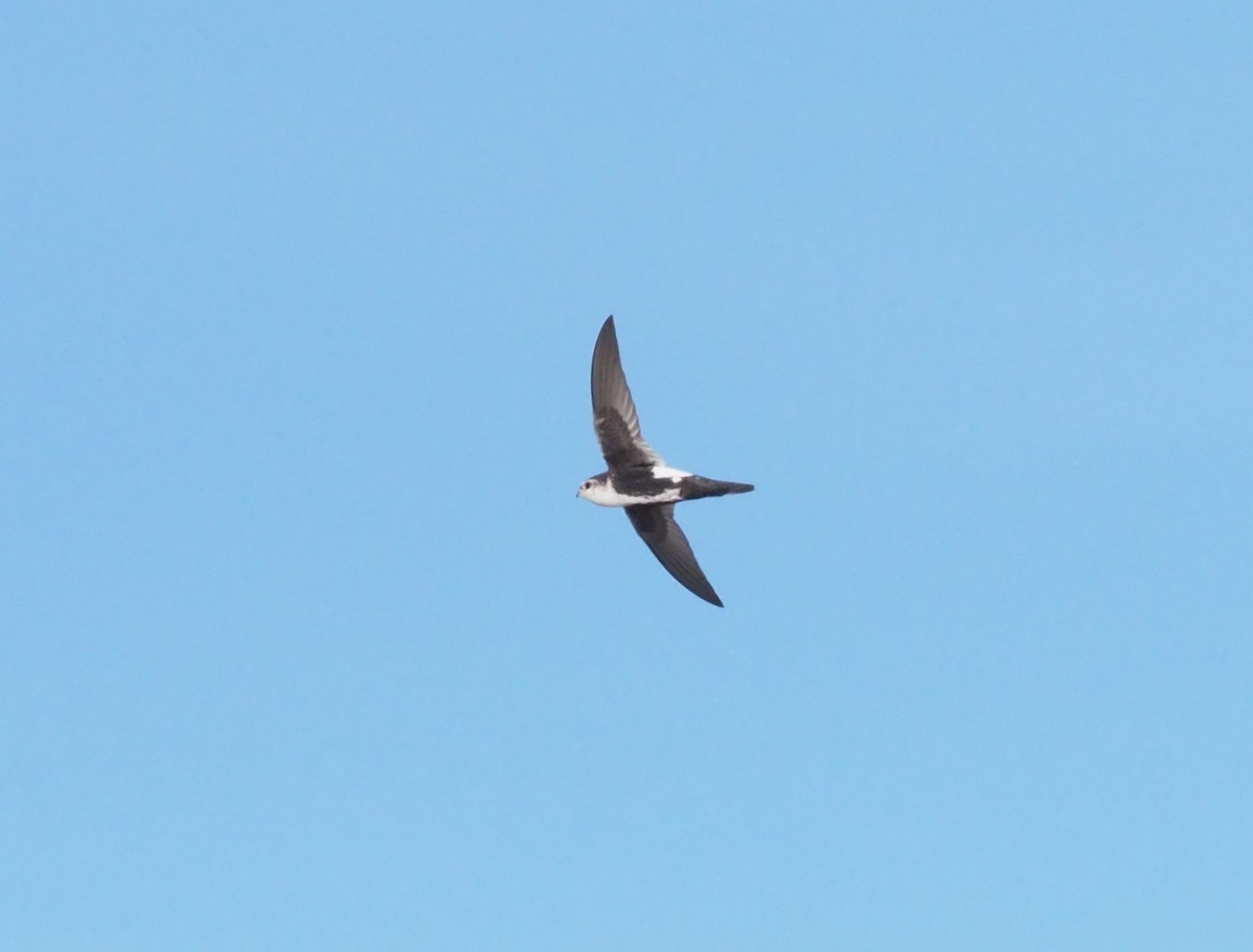 White-throated Swift - ML303974461