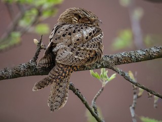 チャックウィルヨタカ - eBird チャックウィルヨタカ - eBird
